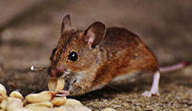 24 Hour & Emergency Exterminators in S Effingham, NH
